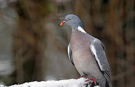 Common Wood Pigeon