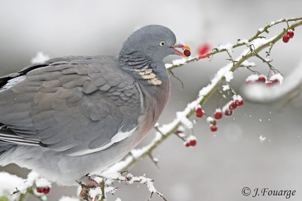 Pigeon ramier, régime, Comportement