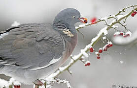 Common Wood Pigeon