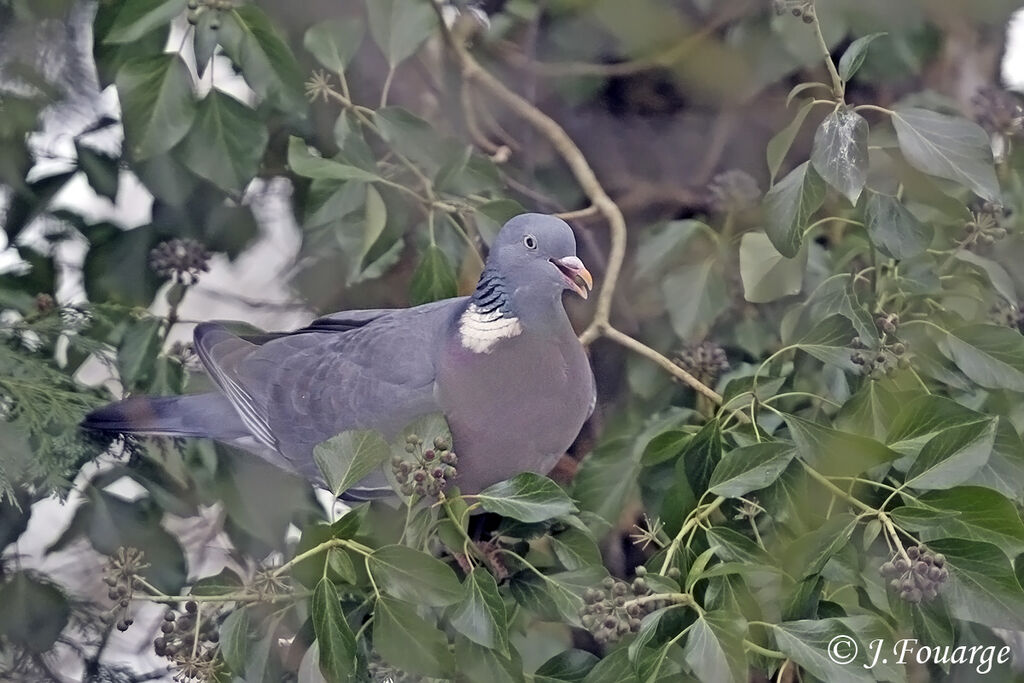 Common Wood Pigeon