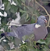 Common Wood Pigeon