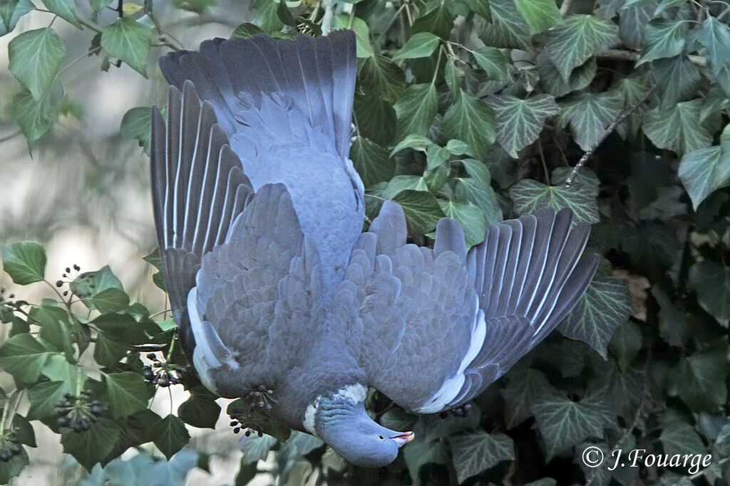 Common Wood Pigeon, identification, feeding habits, Behaviour