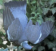 Common Wood Pigeon