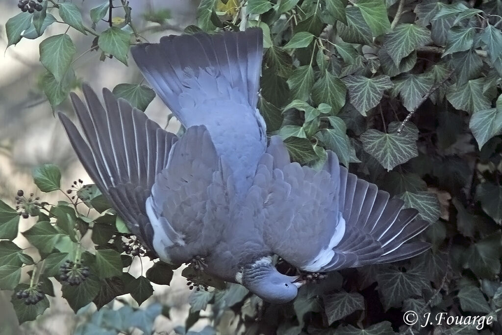 Pigeon ramier, identification, régime, Comportement