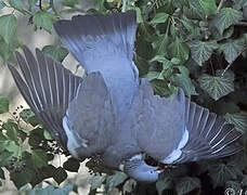 Common Wood Pigeon