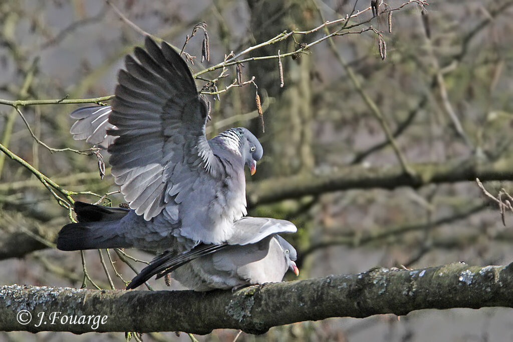 Pigeon ramier adulte, identification, Nidification, Comportement