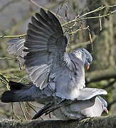 Common Wood Pigeon