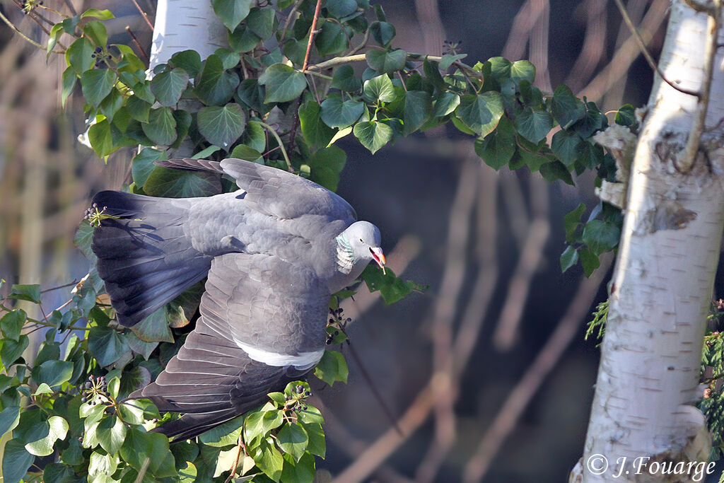 Pigeon ramier, identification, régime, Comportement