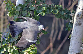 Common Wood Pigeon