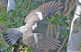 Common Wood Pigeon