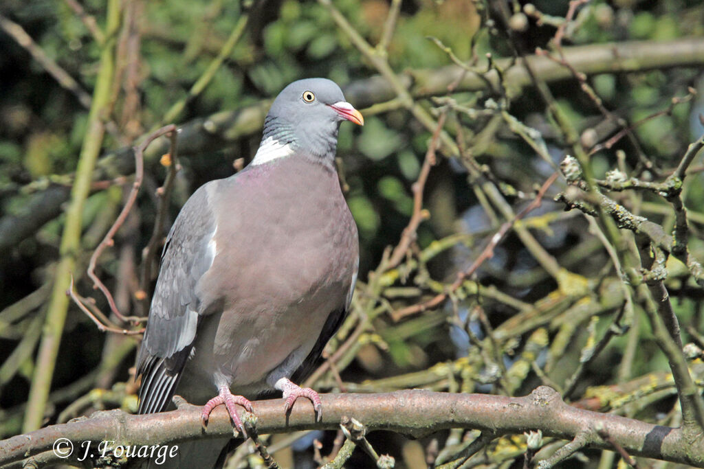 Pigeon ramier, identification