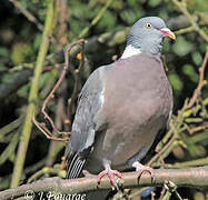 Common Wood Pigeon