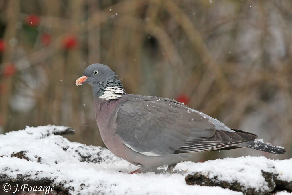 Common Wood Pigeon, identification