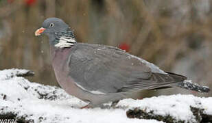 Common Wood Pigeon