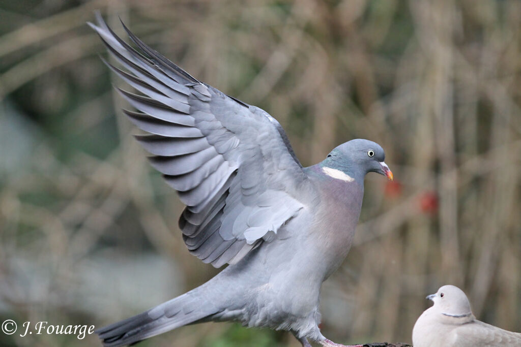 Pigeon ramier, identification