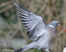 Common Wood Pigeon