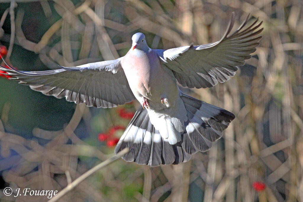 Pigeon ramier, Vol