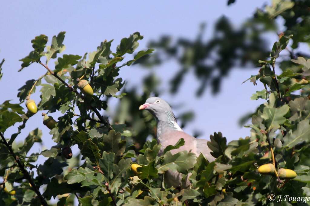 Pigeon ramier, identification, régime, Comportement