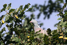 Common Wood Pigeon