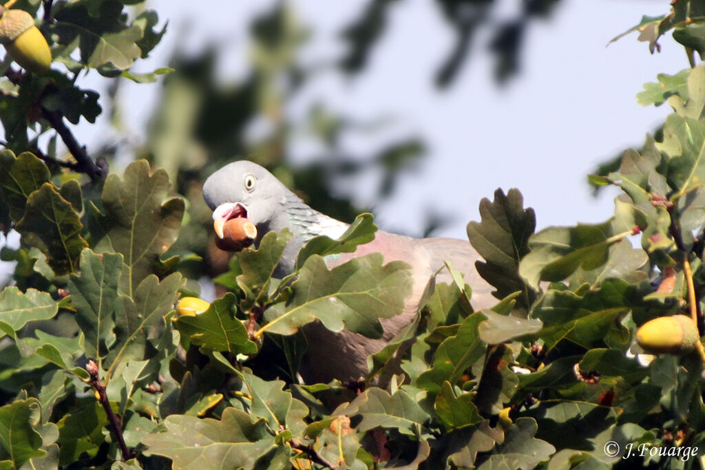 Common Wood Pigeon