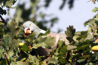 Pigeon ramier