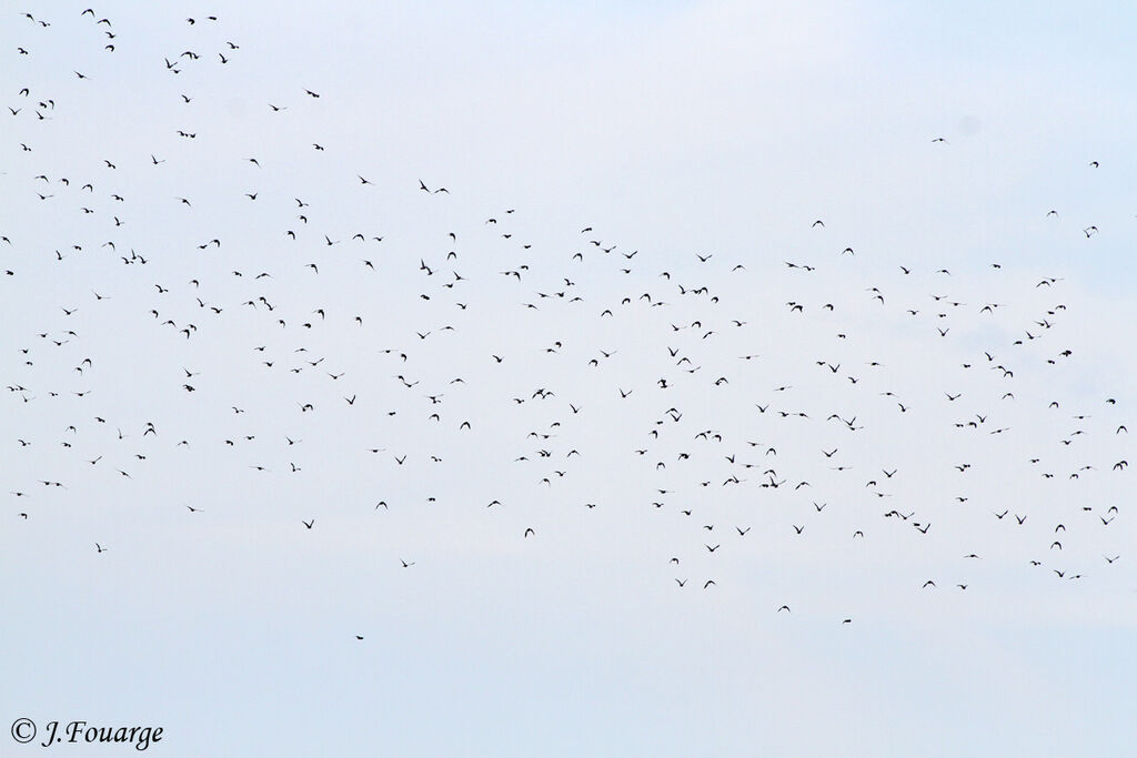 Common Wood Pigeon, identification, Behaviour