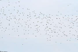 Common Wood Pigeon