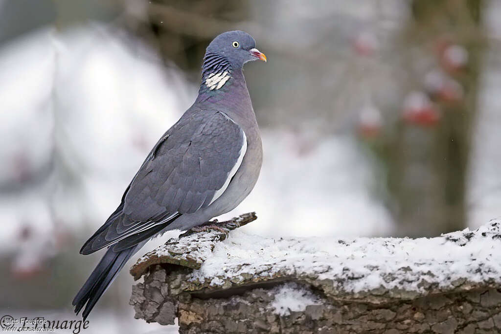 Common Wood Pigeonadult, identification