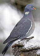 Common Wood Pigeon