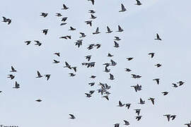 Common Wood Pigeon