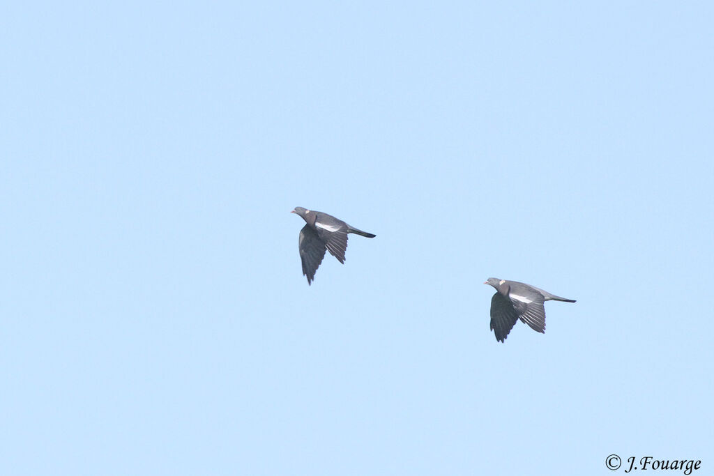 Common Wood Pigeon, Flight, Behaviour