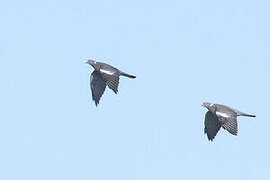 Common Wood Pigeon