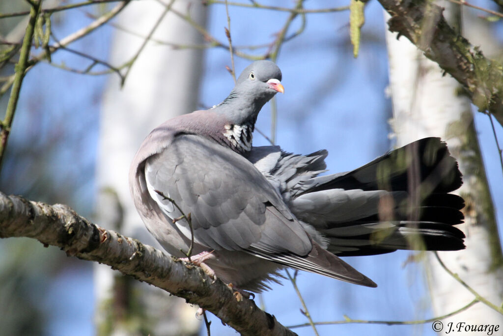 Common Wood Pigeonadult, identification, Behaviour