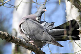 Common Wood Pigeon