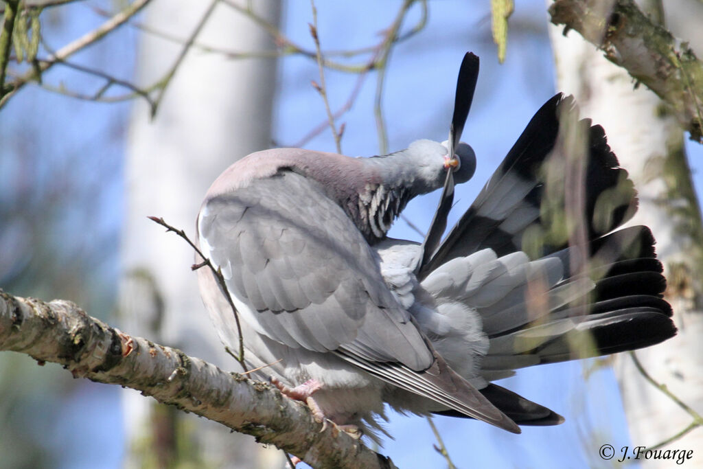 Common Wood Pigeon