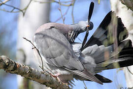 Common Wood Pigeon