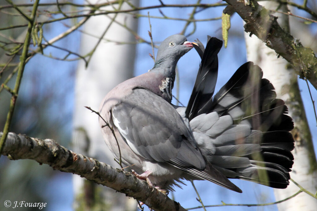 Pigeon ramieradulte, identification, Comportement