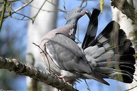 Common Wood Pigeon