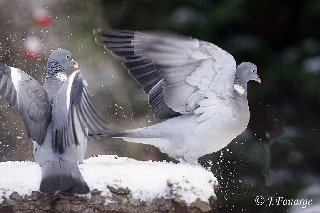 Pigeon ramier, Comportement