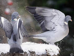 Common Wood Pigeon