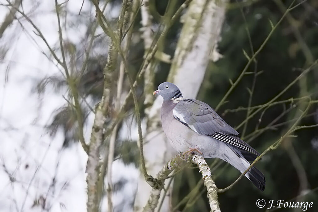 Common Wood Pigeon