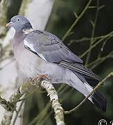 Common Wood Pigeon