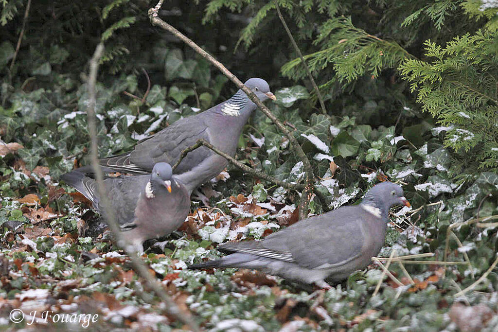 Pigeon ramier, régime, Comportement