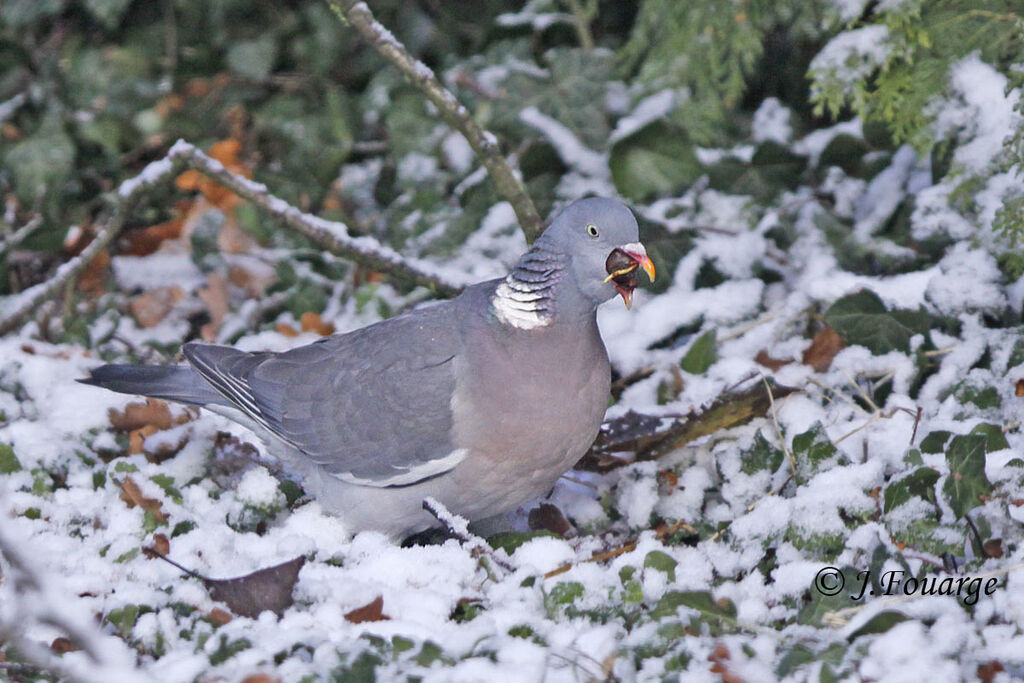 Pigeon ramier, régime, Comportement