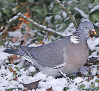 Common Wood Pigeon