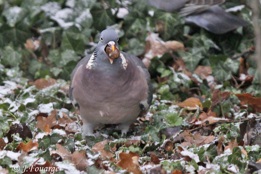 Pigeon ramier, régime, Comportement