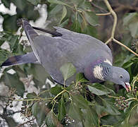 Common Wood Pigeon