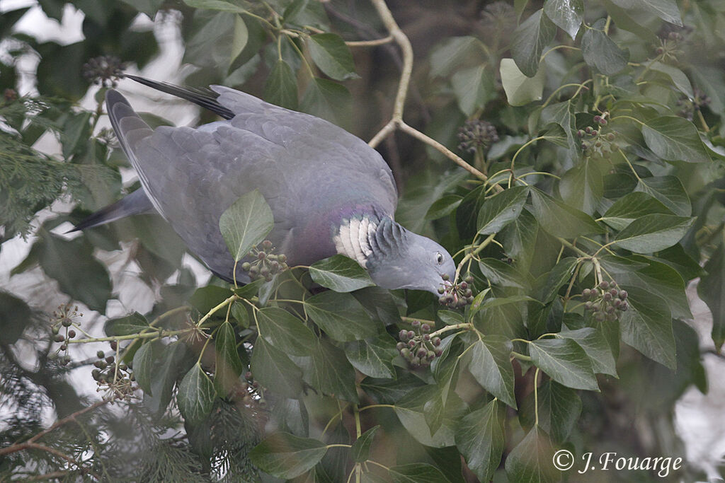 Pigeon ramier, identification, régime, Comportement