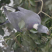 Common Wood Pigeon