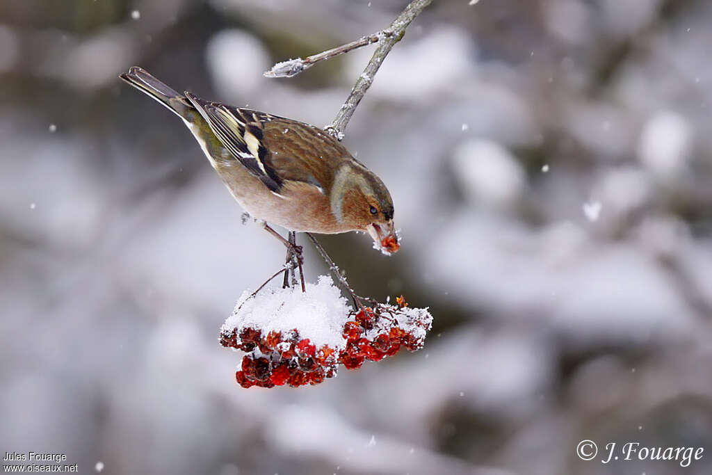 Eurasian Chaffinch male, feeding habits